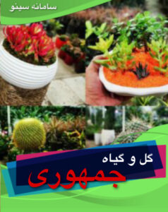 گل و گیاه جمهوری در بیرجند