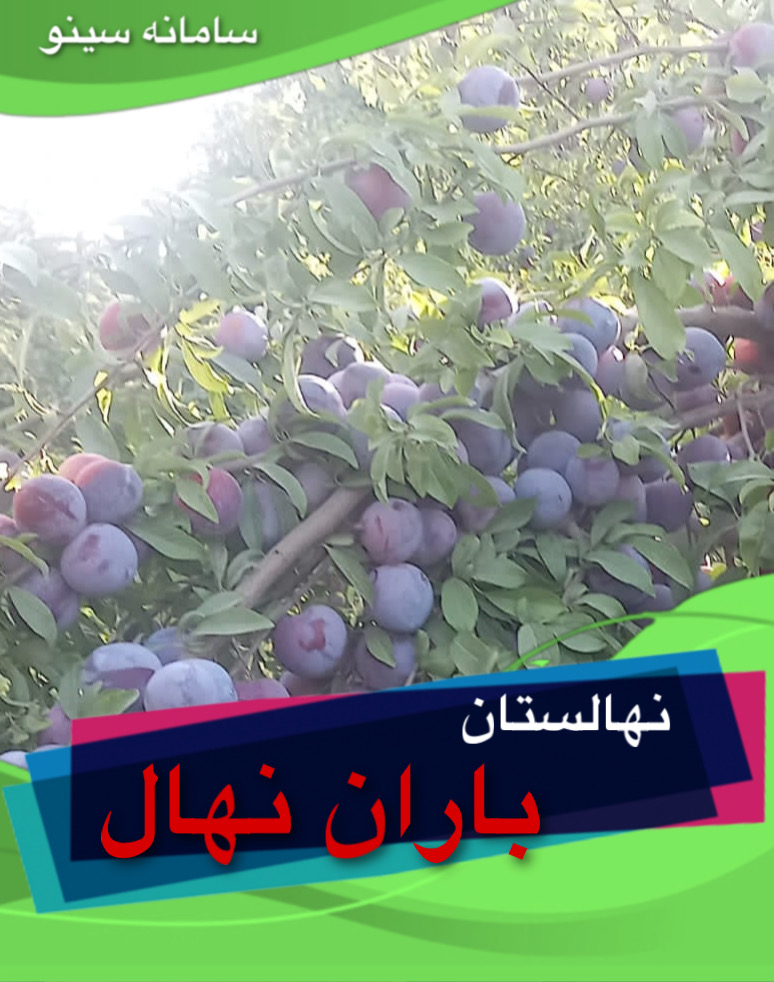 نهالستان باران نهال در آذربایجان غربی