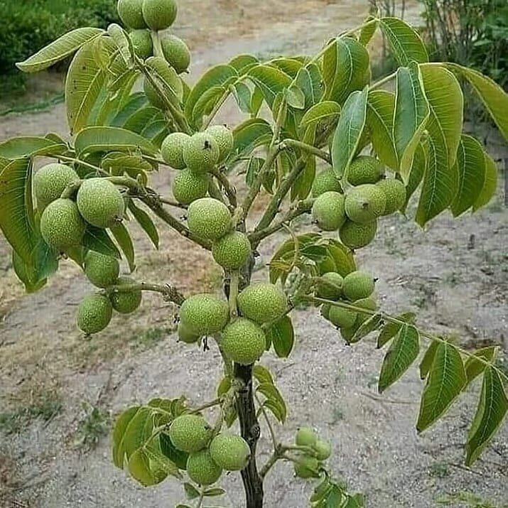 نهالستان نهال سبز باقری در میاندوآب - سینو