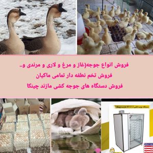 جوجه کشی ولیعصر در زنجان 5