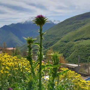 املاک فشکور در چالوس 14