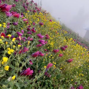 املاک فشکور در چالوس 3